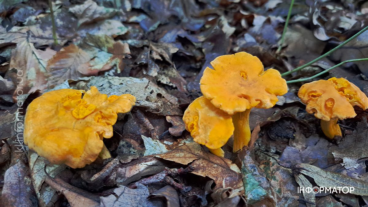 Тихе полювання на Коломийщині: фоторепортаж дарів лісу 8