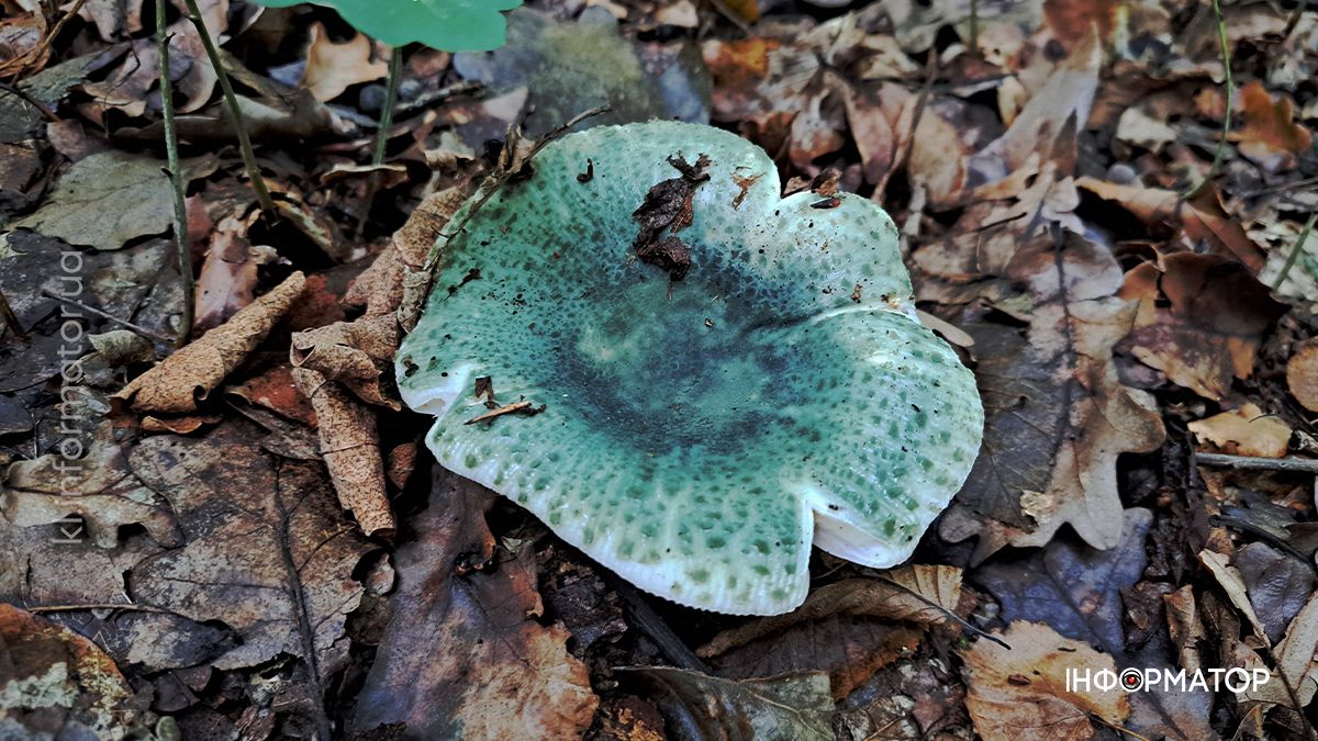 Тихе полювання на Коломийщині: фоторепортаж дарів лісу 5