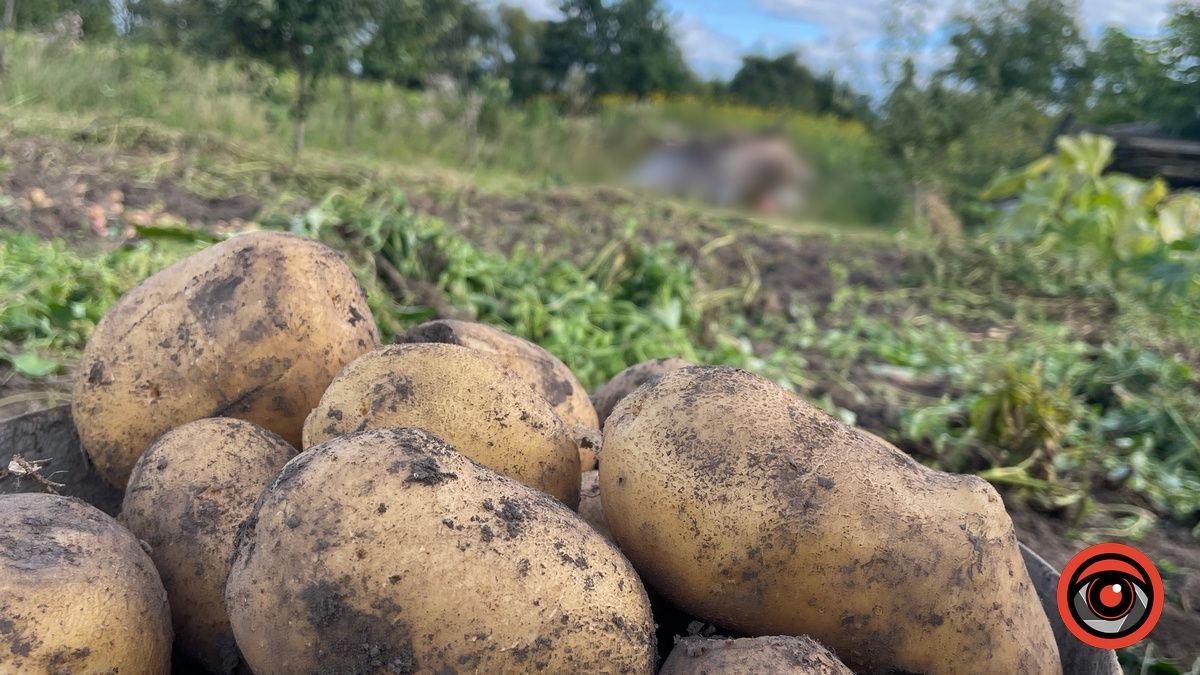 Нищить картоплю та не тільки: прикарпатців попереджають про загрозу нового шкідника