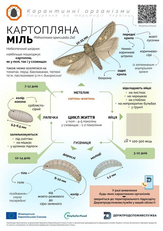Нищить картоплю та не тільки: прикарпатців попереджають про загрозу нового шкідника 1