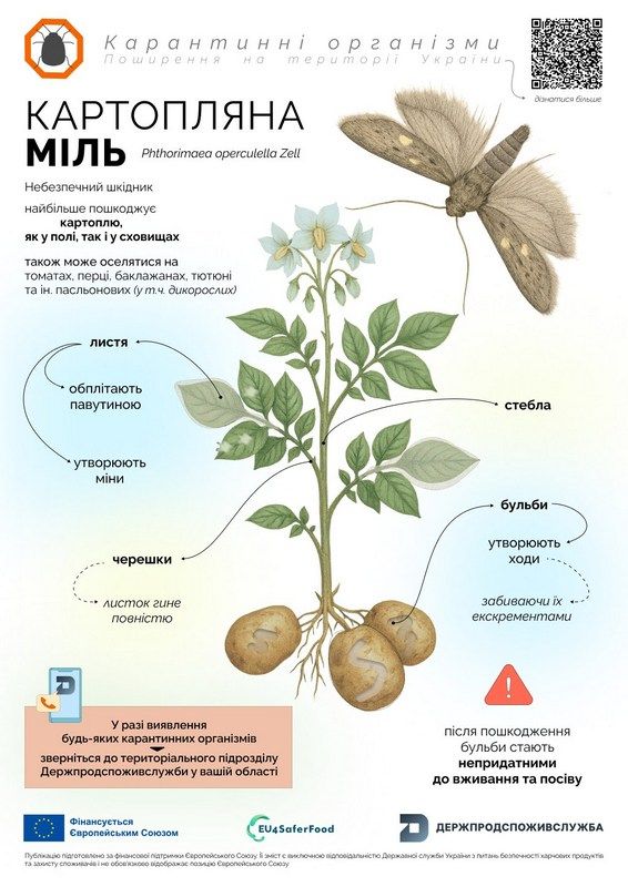 Нищить картоплю та не тільки: прикарпатців попереджають про загрозу нового шкідника 1