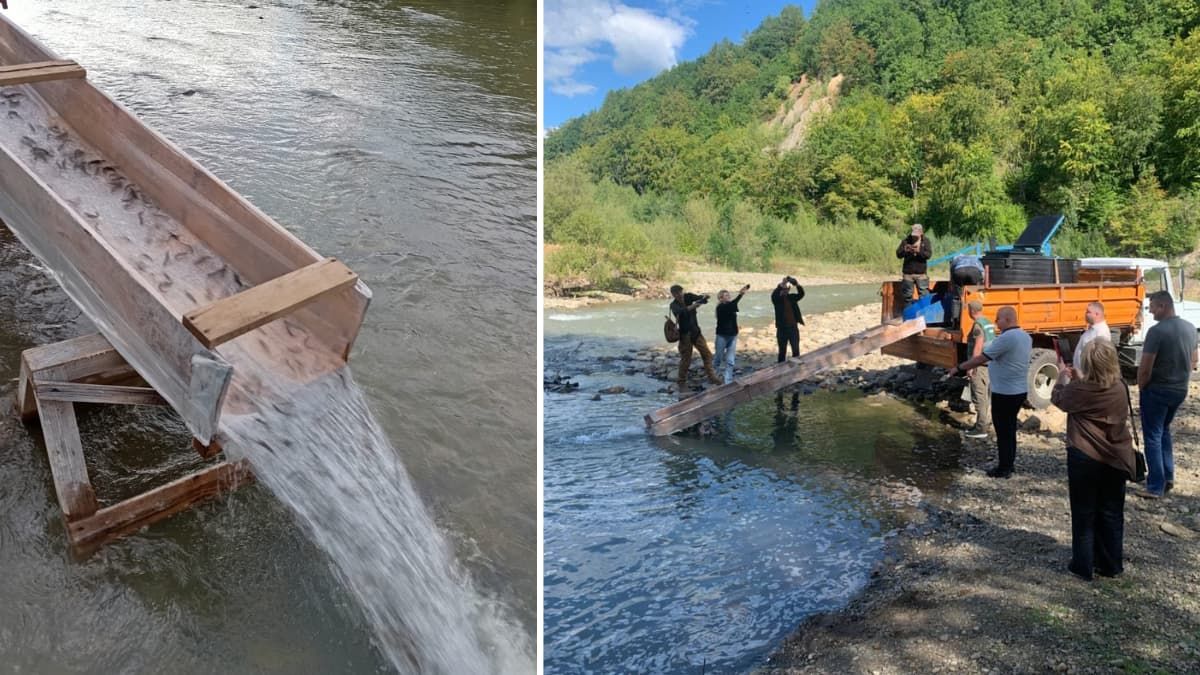 У Прут запустили 35 тисяч мальків струмкової форелі