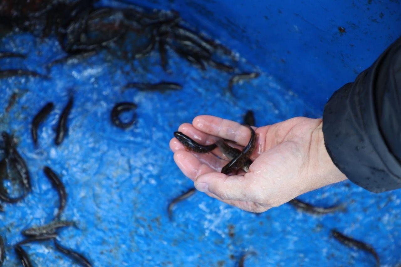 У Прут запустили 35 тисяч мальків струмкової форелі 1