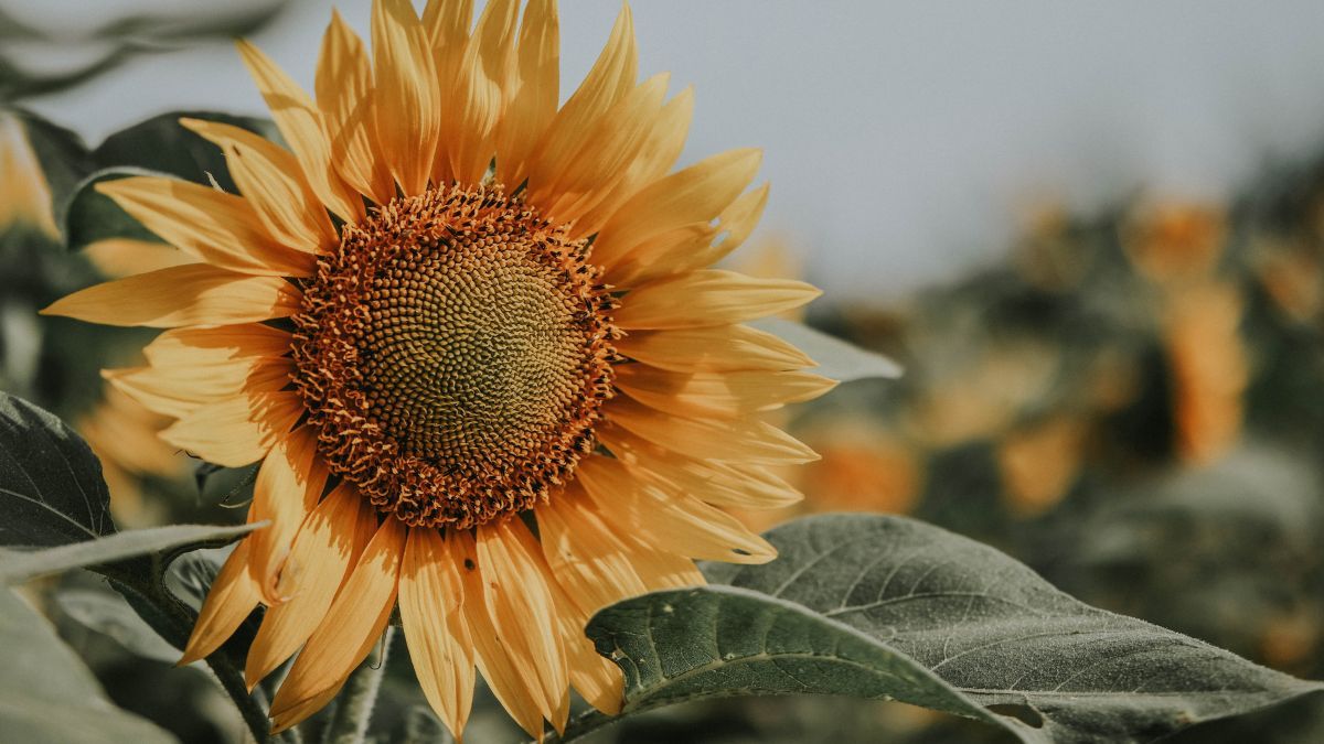 Цей день в календарі: свята, прикмети та іменини 29 серпня