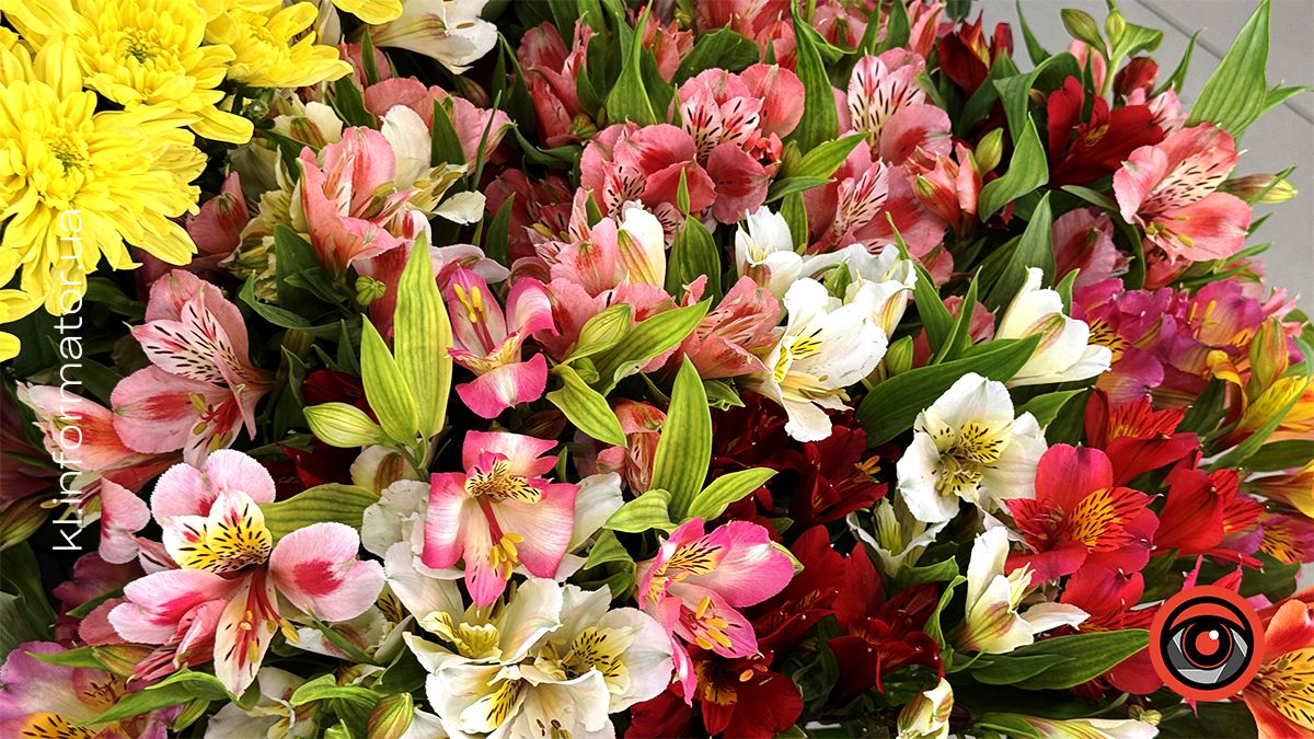 Скільки коштують квіти та готові композиції на квітковому ринку в Коломиї напередодні Дня знань 4