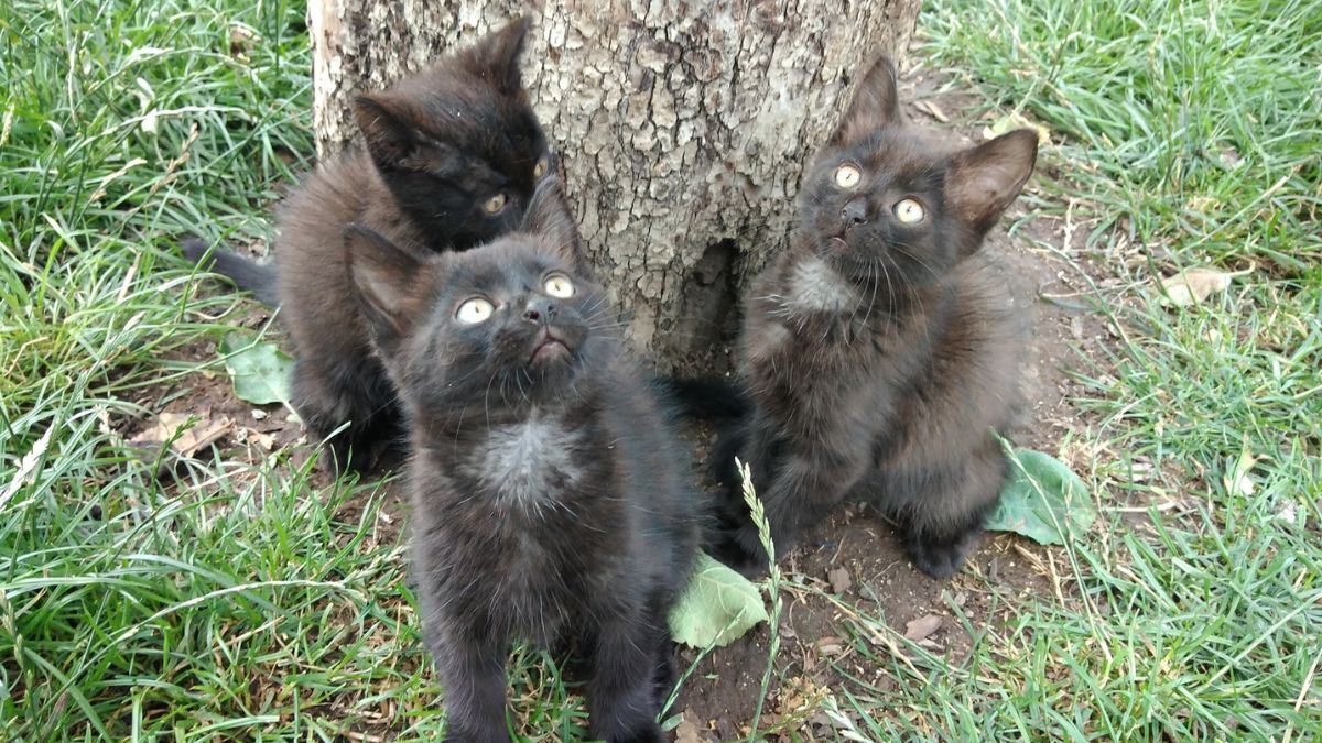 У Коломиї пухнастики шукають люблячу родину 1