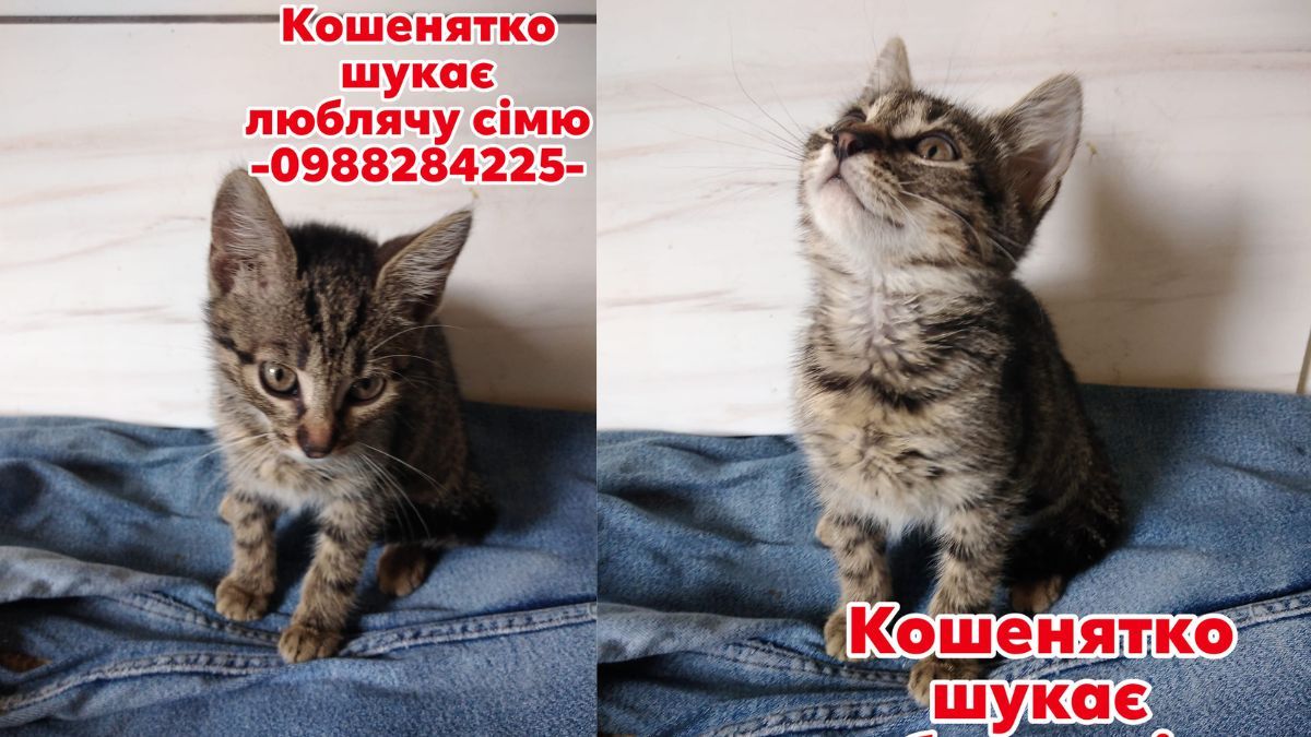 У Коломиї пухнастики шукають люблячу родину 3