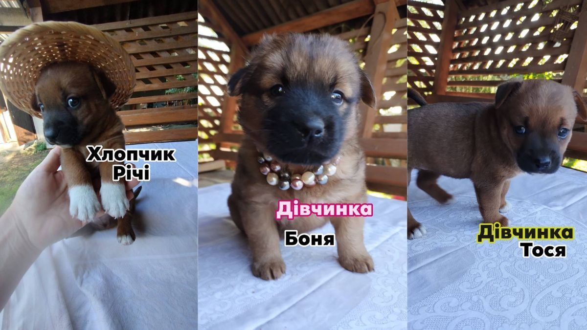 У Коломиї пухнастики шукають люблячу родину 4