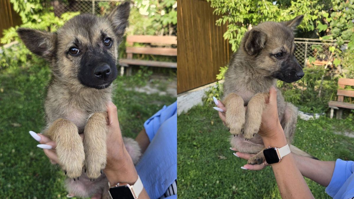 У Коломиї пухнастики шукають люблячу родину 5