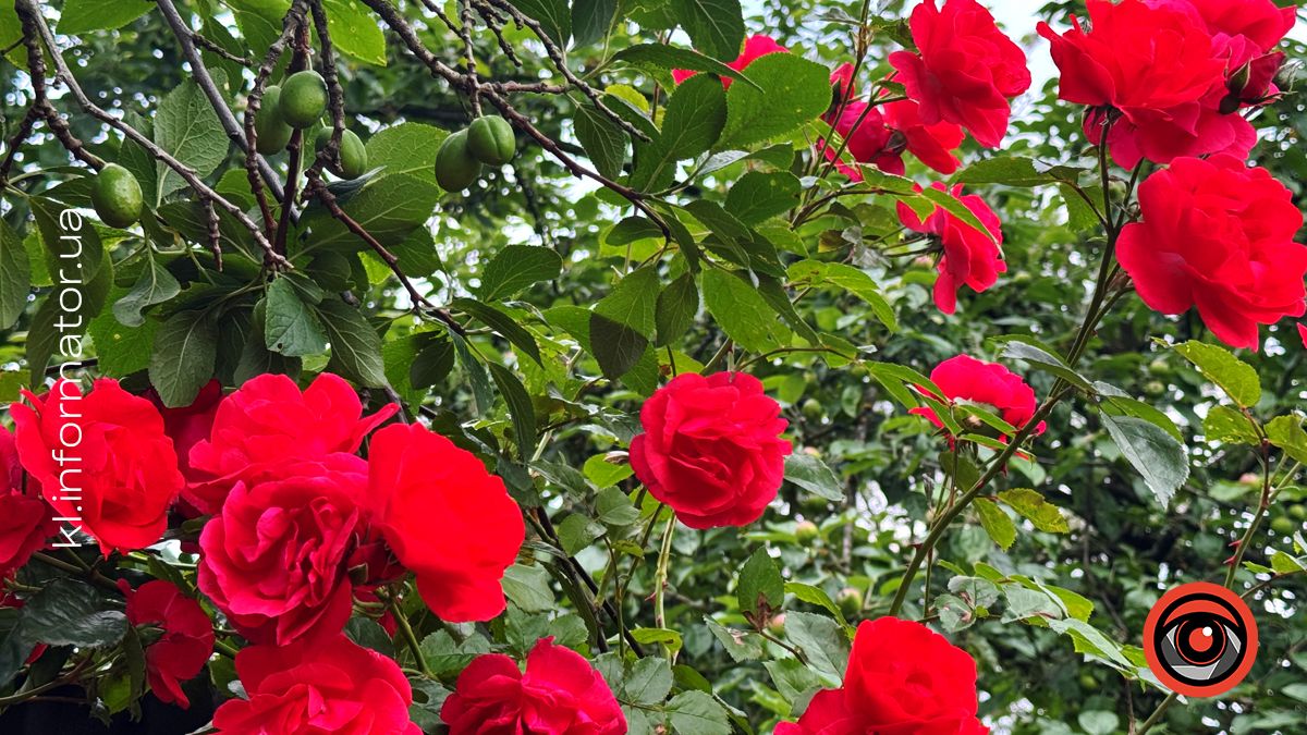 Погода у Коломиї 3 вересня