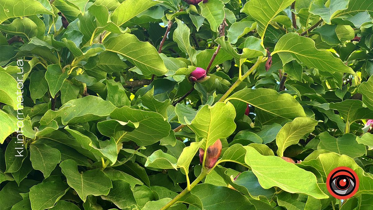 Вдруге за рік у Коломиї на вул.Театральній розцвіла магнолія 1