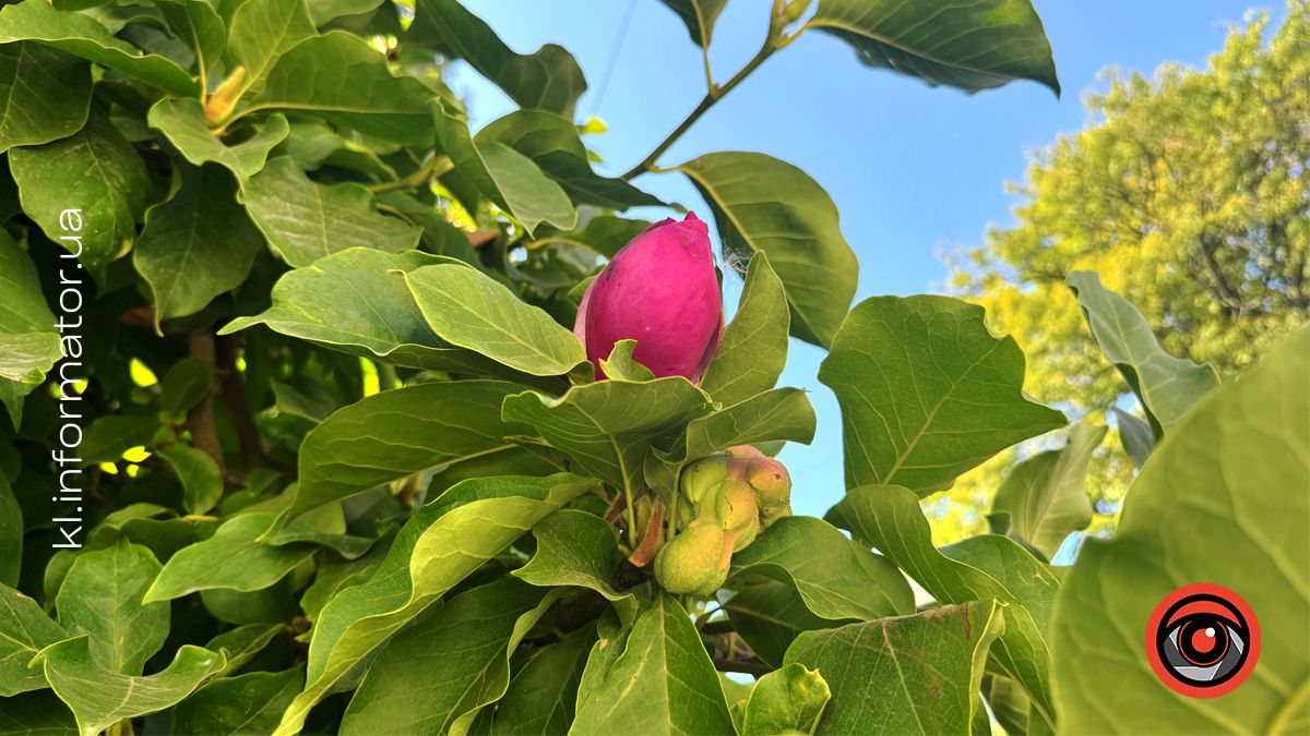 Прочитай і подивись угору: які дерева Коломиї охороняються як пам'ятки 3