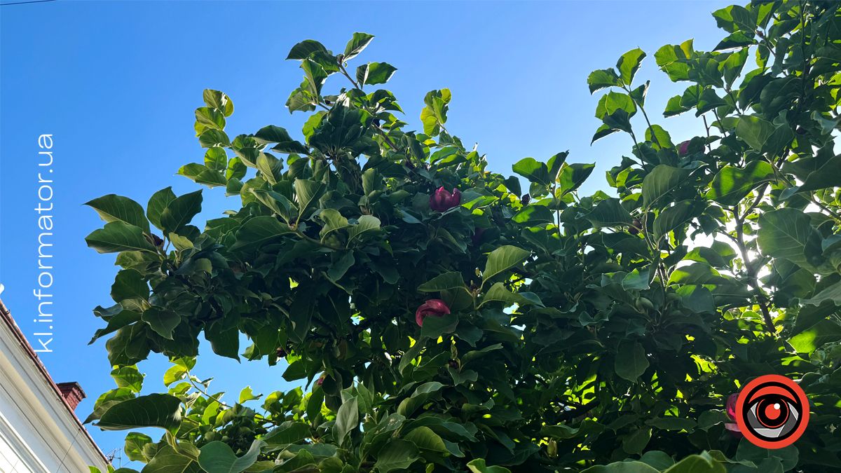 Вдруге за рік у Коломиї на вул.Театральній розцвіла магнолія 2