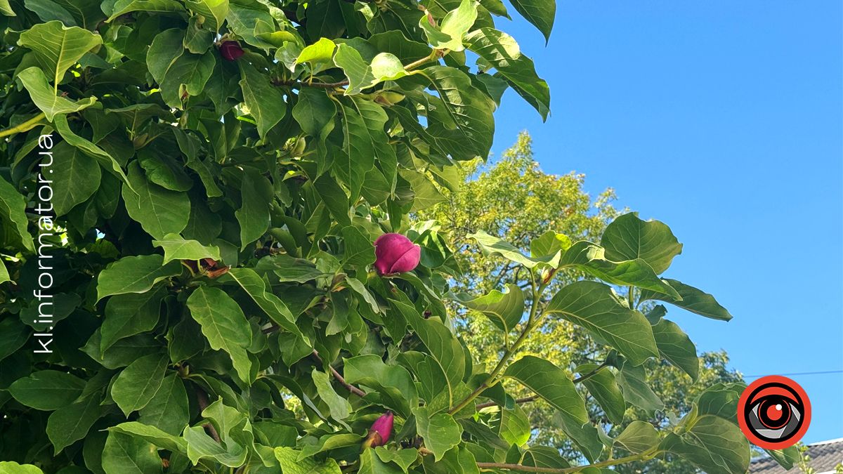 Вдруге за рік у Коломиї на вул.Театральній розцвіла магнолія 3