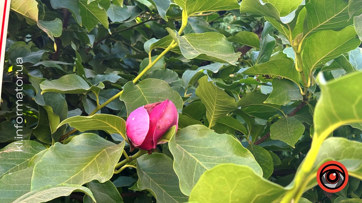 Вдруге за рік у Коломиї на вул.Театральній розцвіла магнолія 4