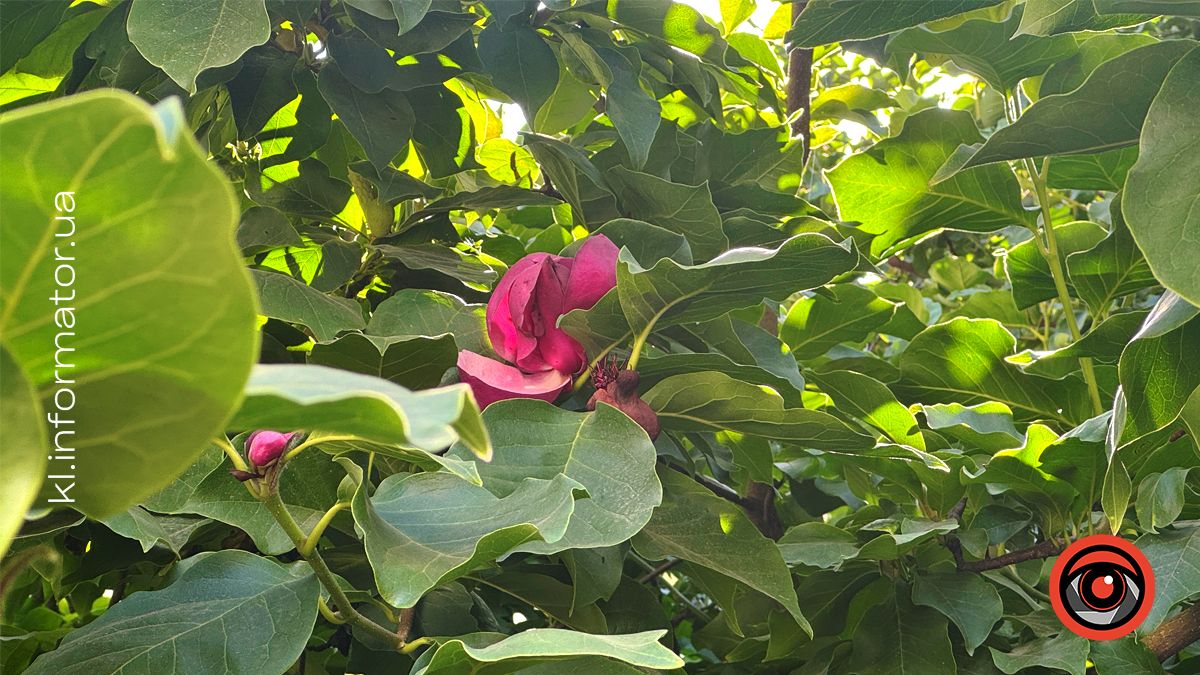 Вдруге за рік у Коломиї на вул.Театральній розцвіла магнолія 5