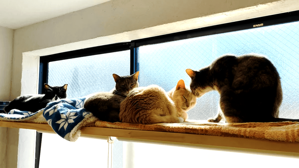 Незвичний спосіб підвищити продуктивність: японська ІТ-компанія прийняла на роботу пухнастих співробітників