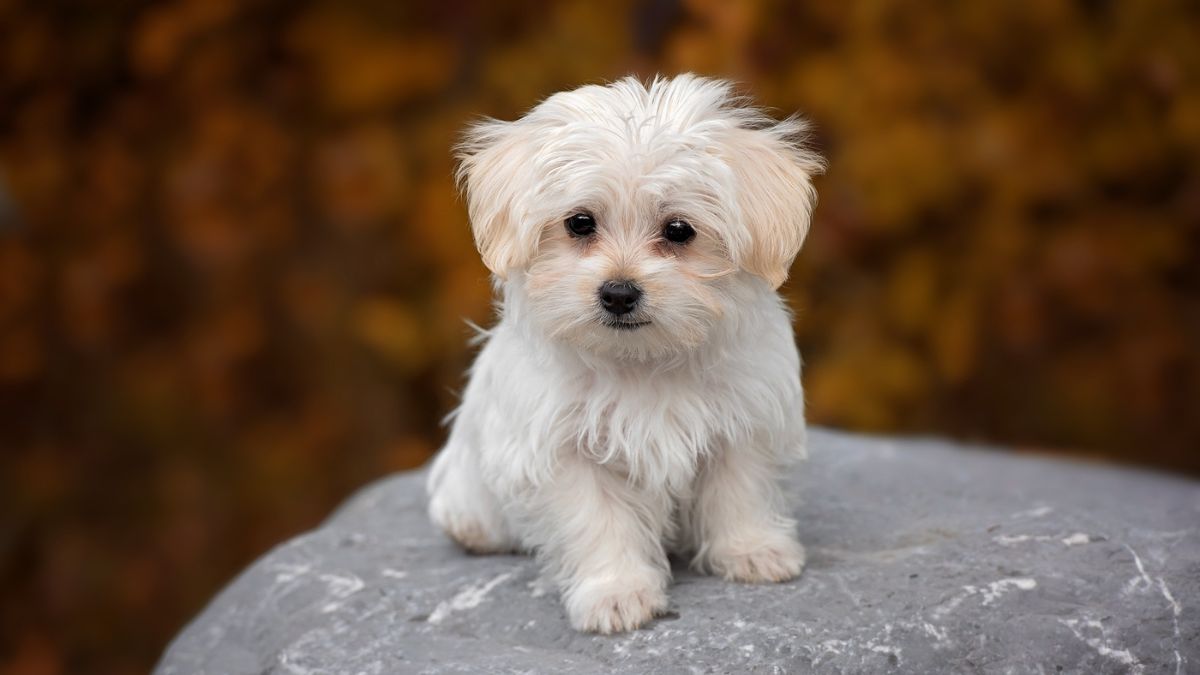 Коломийські хвостики у пошуках родини: добірка чотирилапих