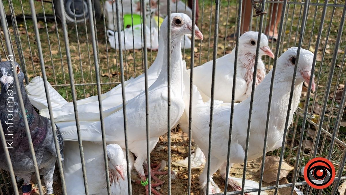 Голуби, півні, кролики: у Коломиї влаштували благодійний ярмарок птахів та іншої живності 2