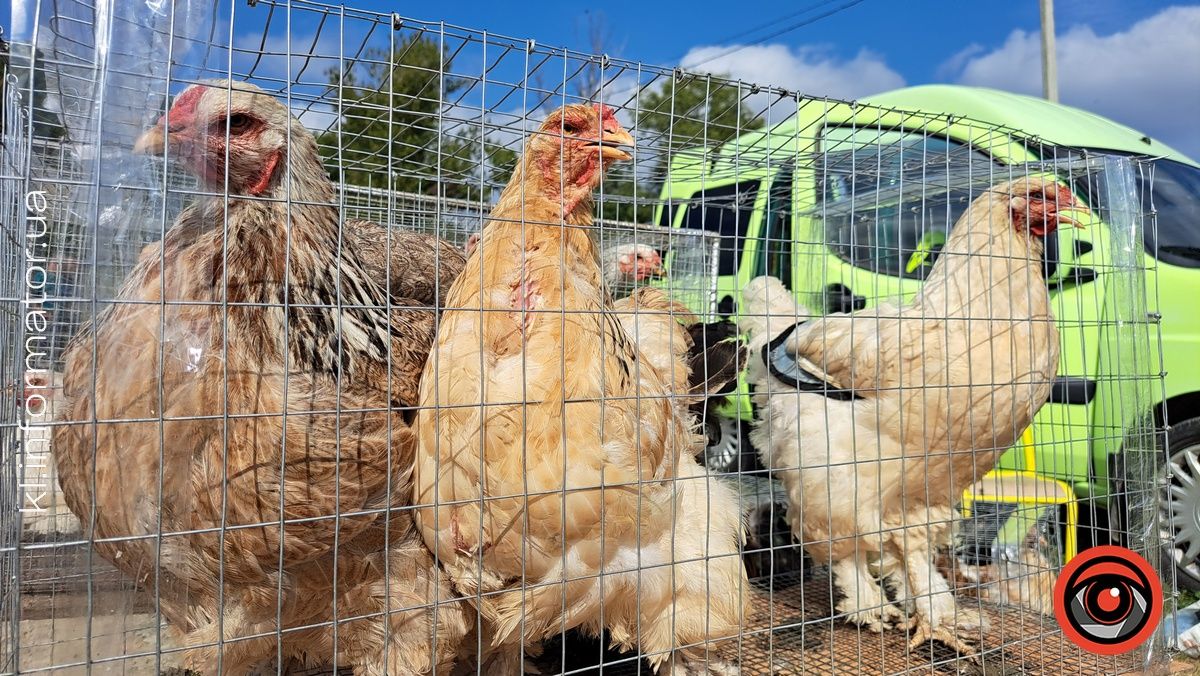 Голуби, півні, кролики: у Коломиї влаштували благодійний ярмарок птахів та іншої живності 9
