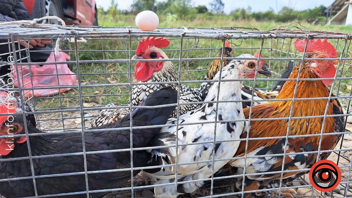 Голуби, півні, кролики: у Коломиї влаштували благодійний ярмарок птахів та іншої живності 4