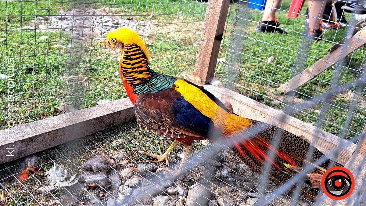 Голуби, півні, кролики: у Коломиї влаштували благодійний ярмарок птахів та іншої живності 1