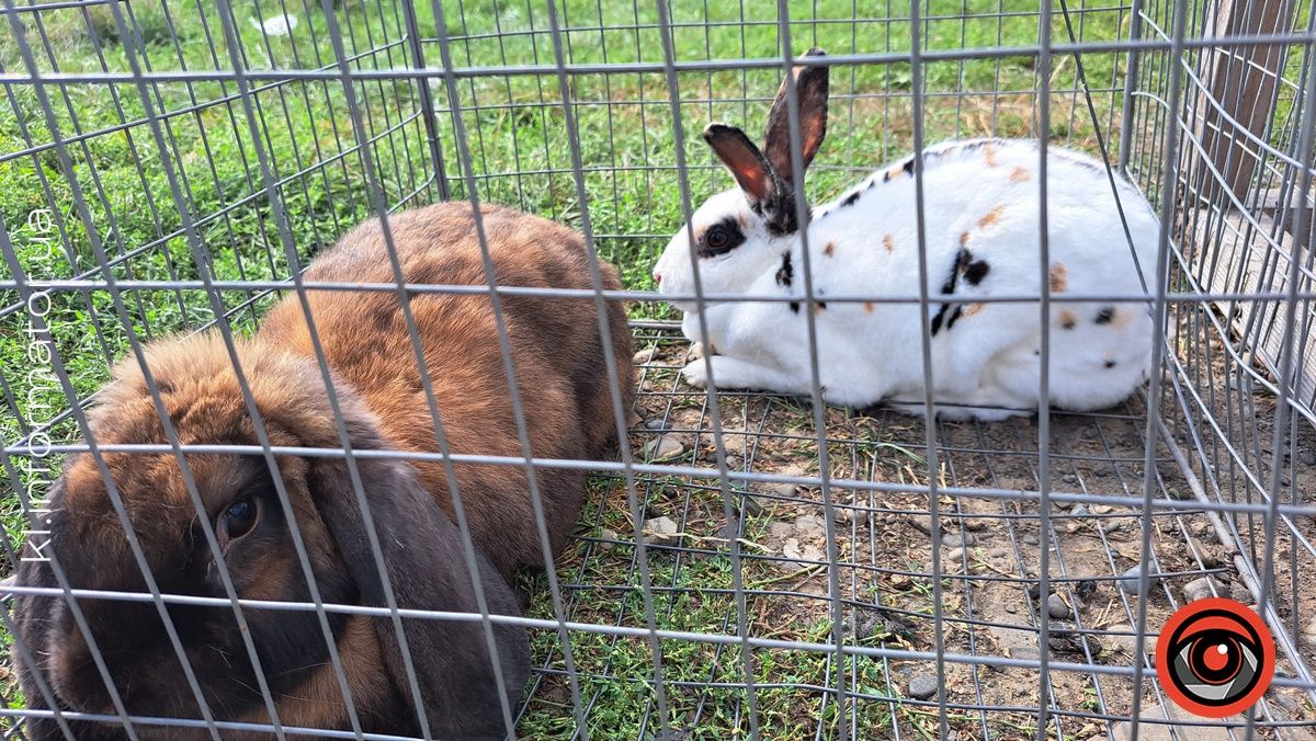 Голуби, півні, кролики: у Коломиї влаштували благодійний ярмарок птахів та іншої живності 7