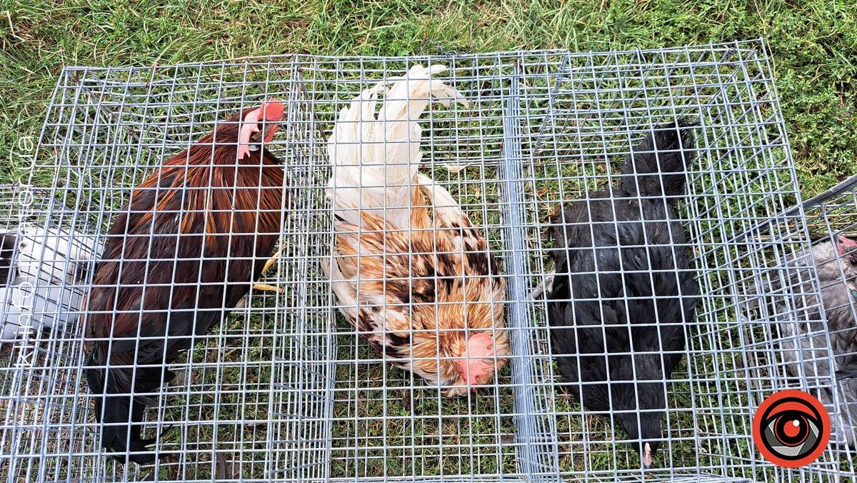 Голуби, півні, кролики: у Коломиї влаштували благодійний ярмарок птахів та іншої живності 5