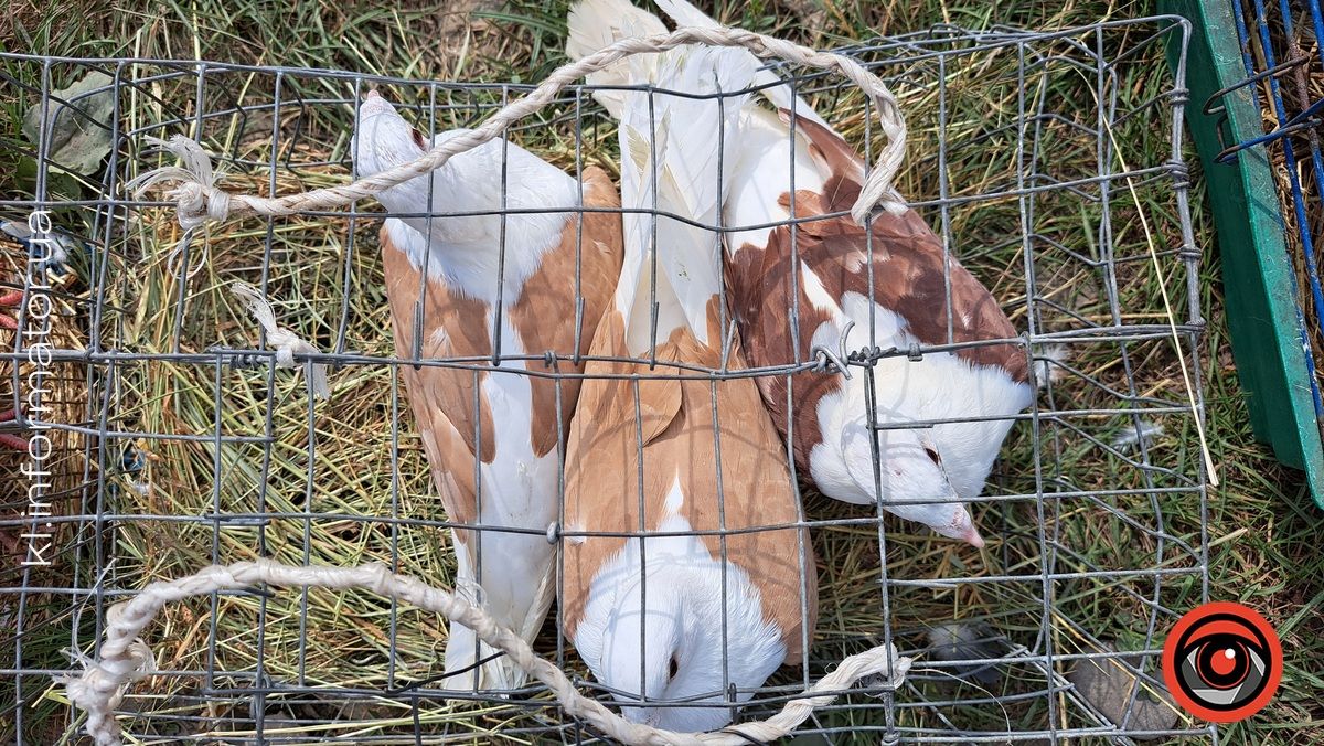 Голуби, півні, кролики: у Коломиї влаштували благодійний ярмарок птахів та іншої живності 3