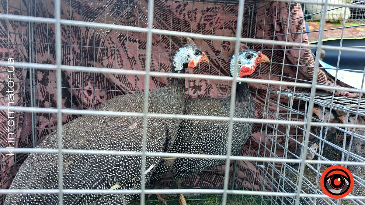 Голуби, півні, кролики: у Коломиї влаштували благодійний ярмарок птахів та іншої живності 6