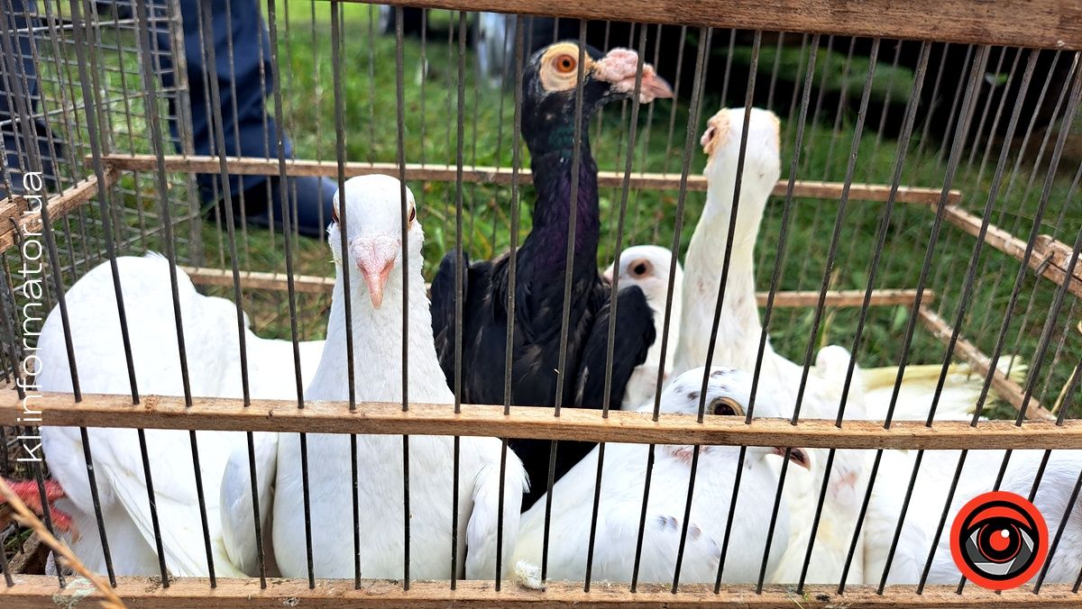 Голуби, півні, кролики: у Коломиї влаштували благодійний ярмарок птахів та іншої живності