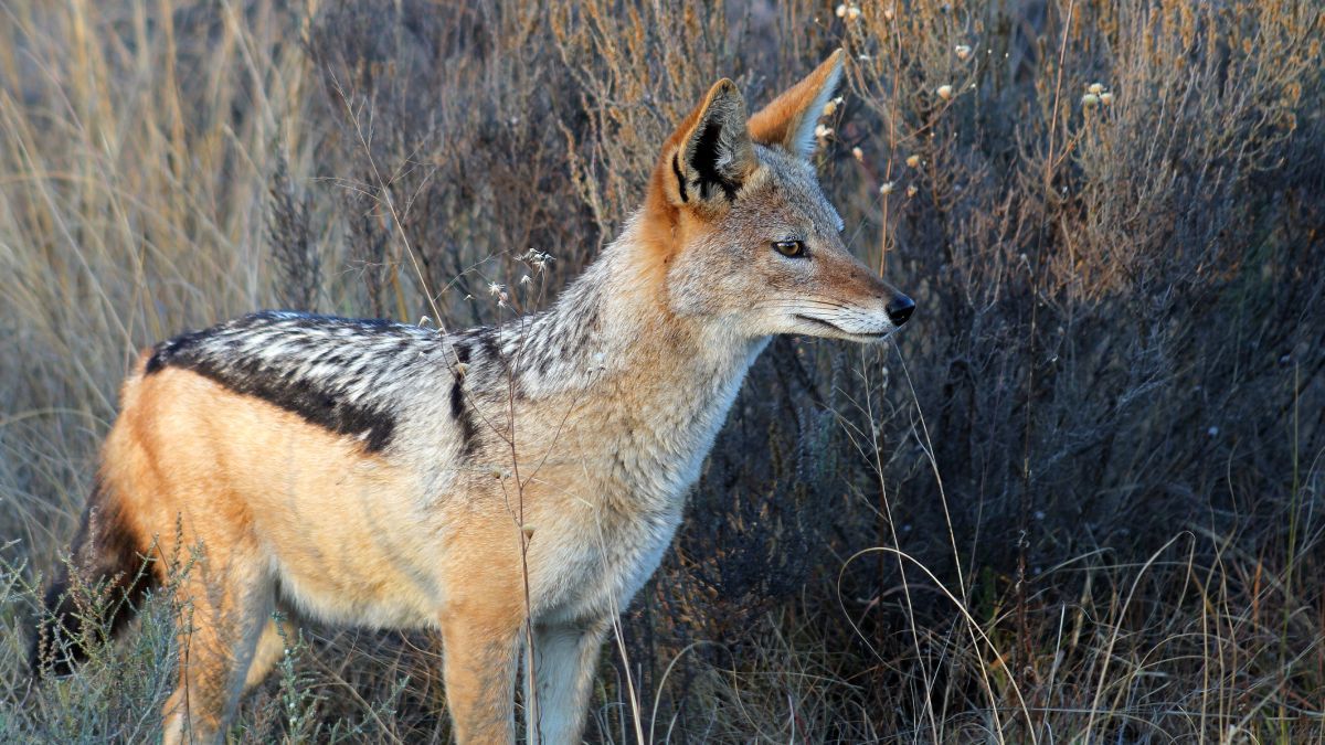 Хижаків, які загрожують червонокнижним птахам, виявили на Франківщині