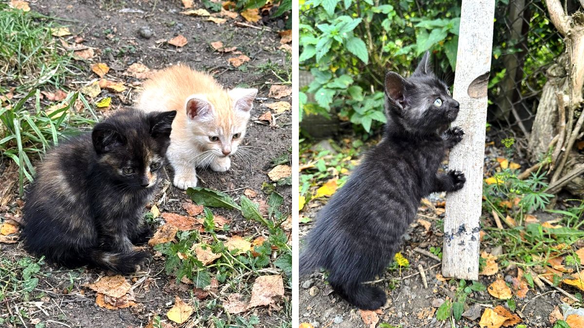 Шукають люблячу сім'ю: добірка чотирилапих у Коломиї 4