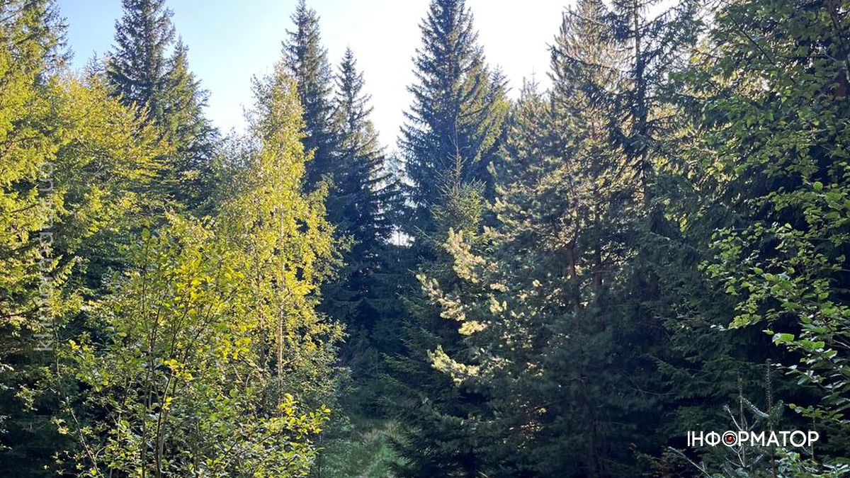 Карпати в останніх променях літа: фоторепортаж з гір 10