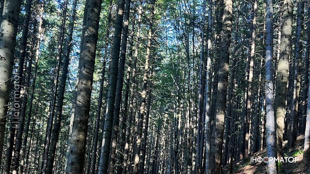 Карпати в останніх променях літа: фоторепортаж з гір 11