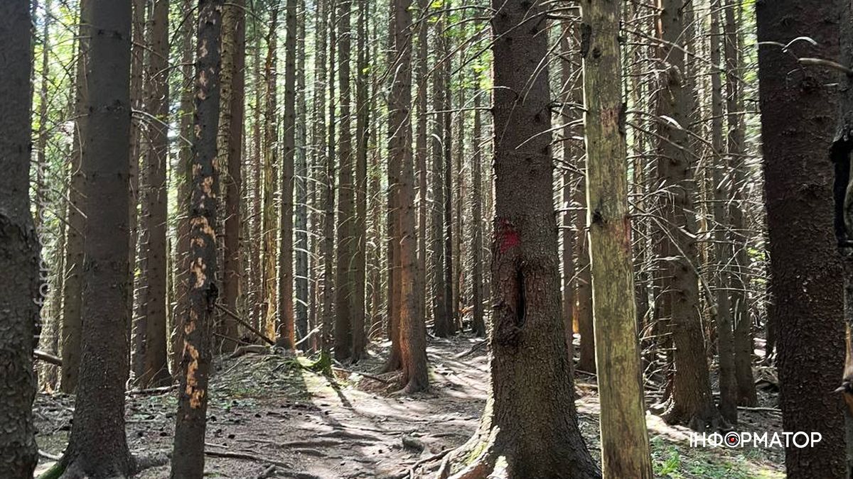 Карпати в останніх променях літа: фоторепортаж з гір 12