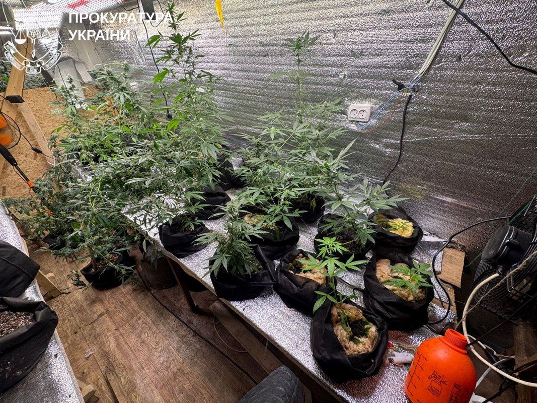 Чоловік з Яблуниці організував наркобізнес у Карпатах 1