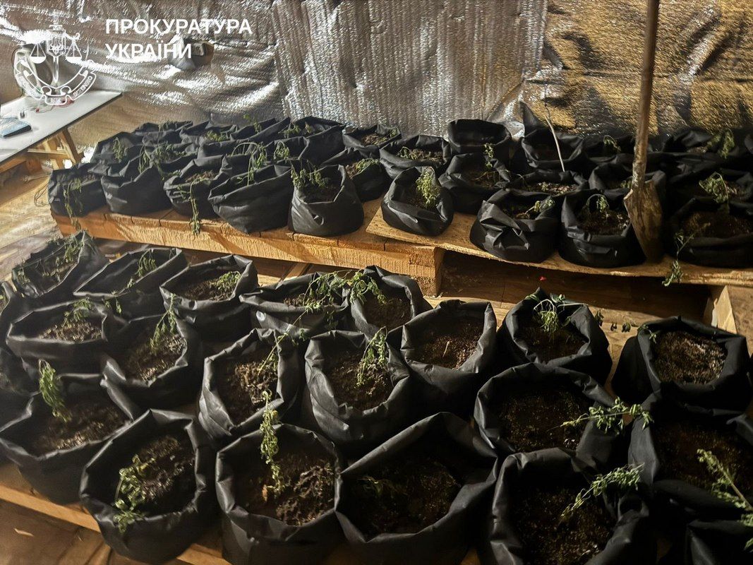 Чоловік з Яблуниці організував наркобізнес у Карпатах 2