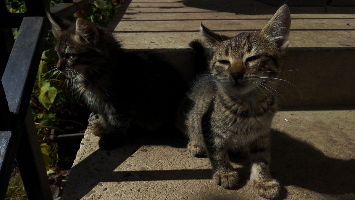 Хвостаті друзі: які тваринки шукають новий дім у Коломиї 1