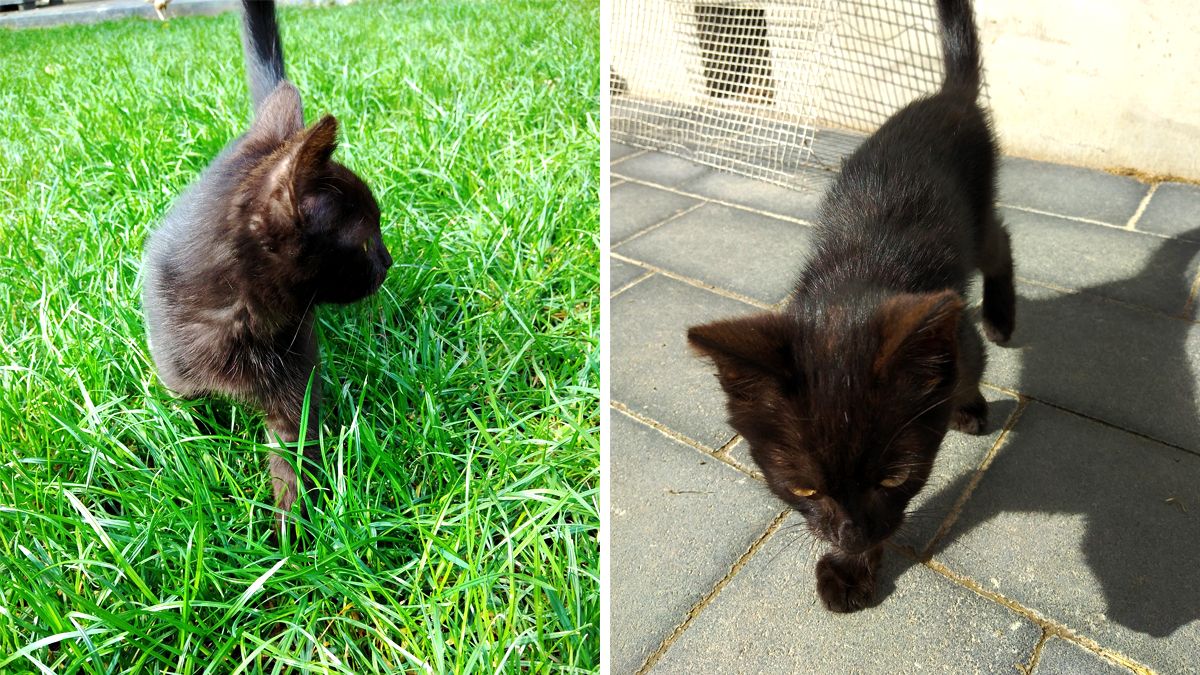 Хвостаті друзі: які тваринки шукають новий дім у Коломиї 2