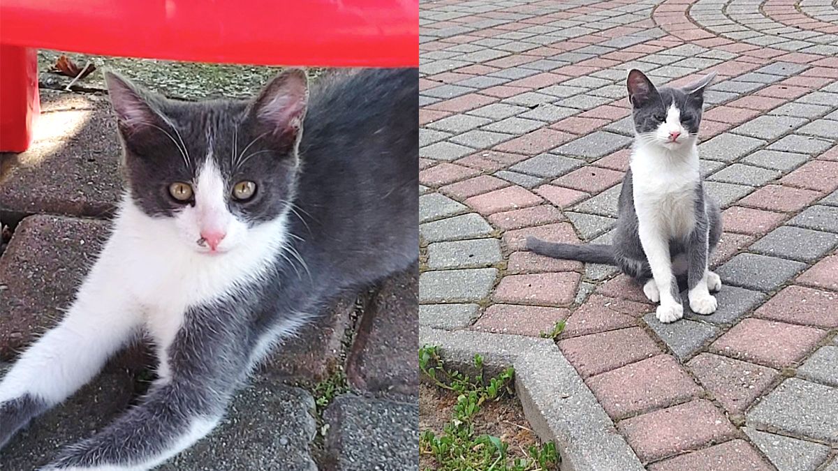 Хвостаті друзі: які тваринки шукають новий дім у Коломиї 3