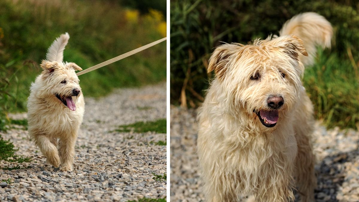 Хвостаті друзі: які тваринки шукають новий дім у Коломиї 4