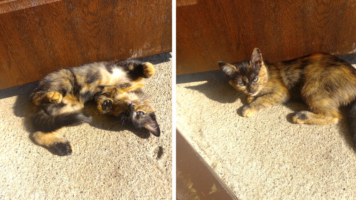 Хвостаті друзі: які тваринки шукають новий дім у Коломиї 5