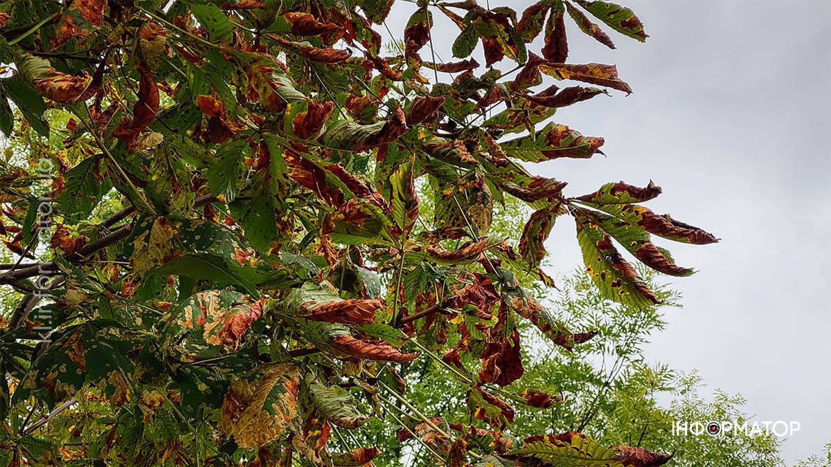 Тиха краса: вересневий парк Коломиї у фоторепортажі