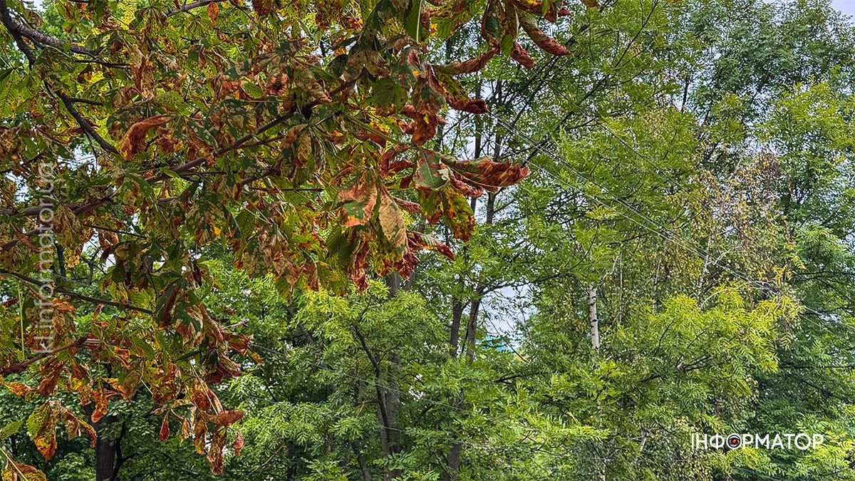 Тиха краса: вересневий парк Коломиї у фоторепортажі 4