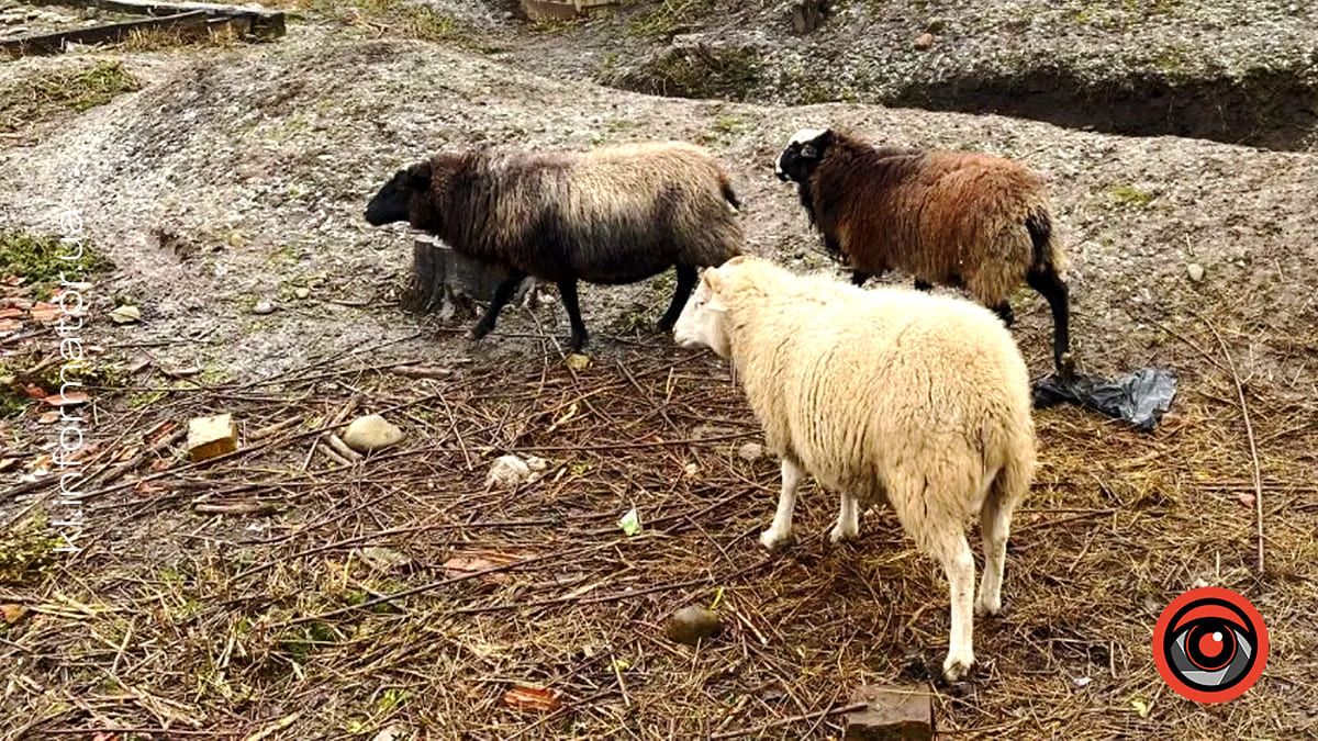 На Прикарпатті водій на авто в'їхав в отару овець та втік: його розшукали