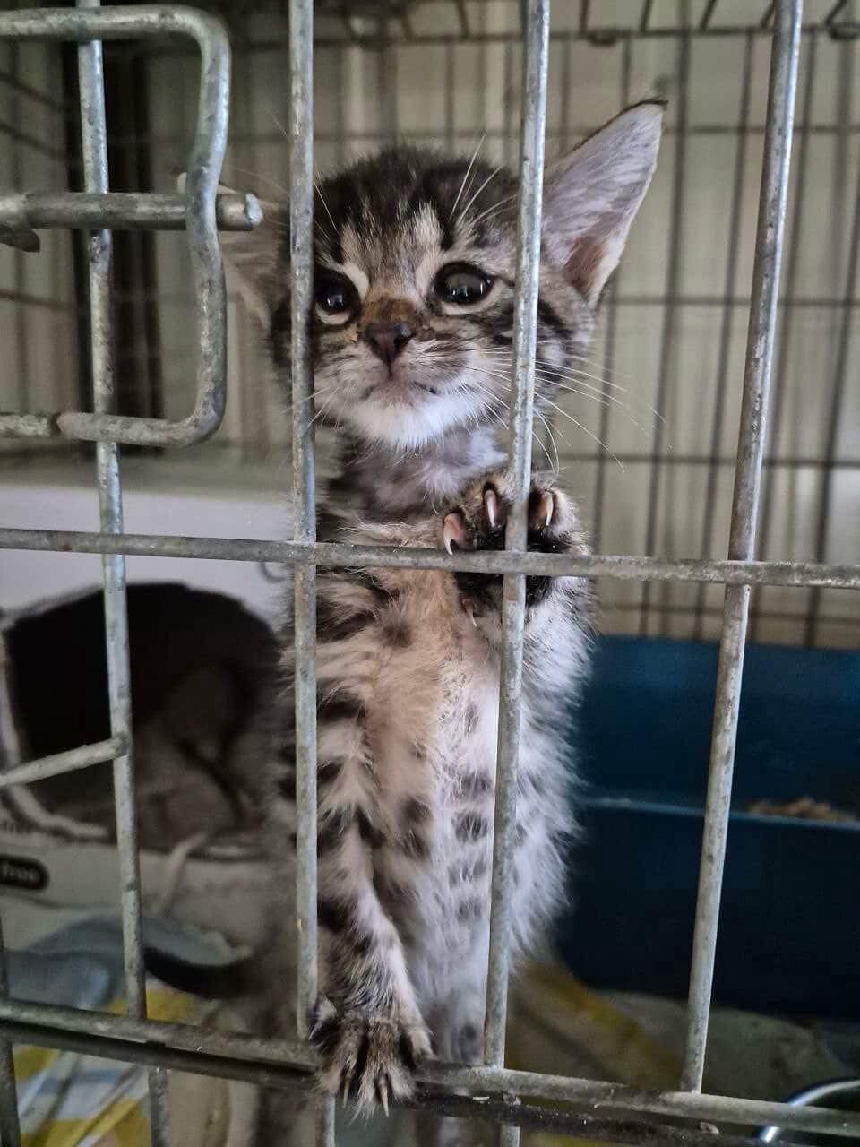 Коломийські чотирилапі шукають теплу домівку 1