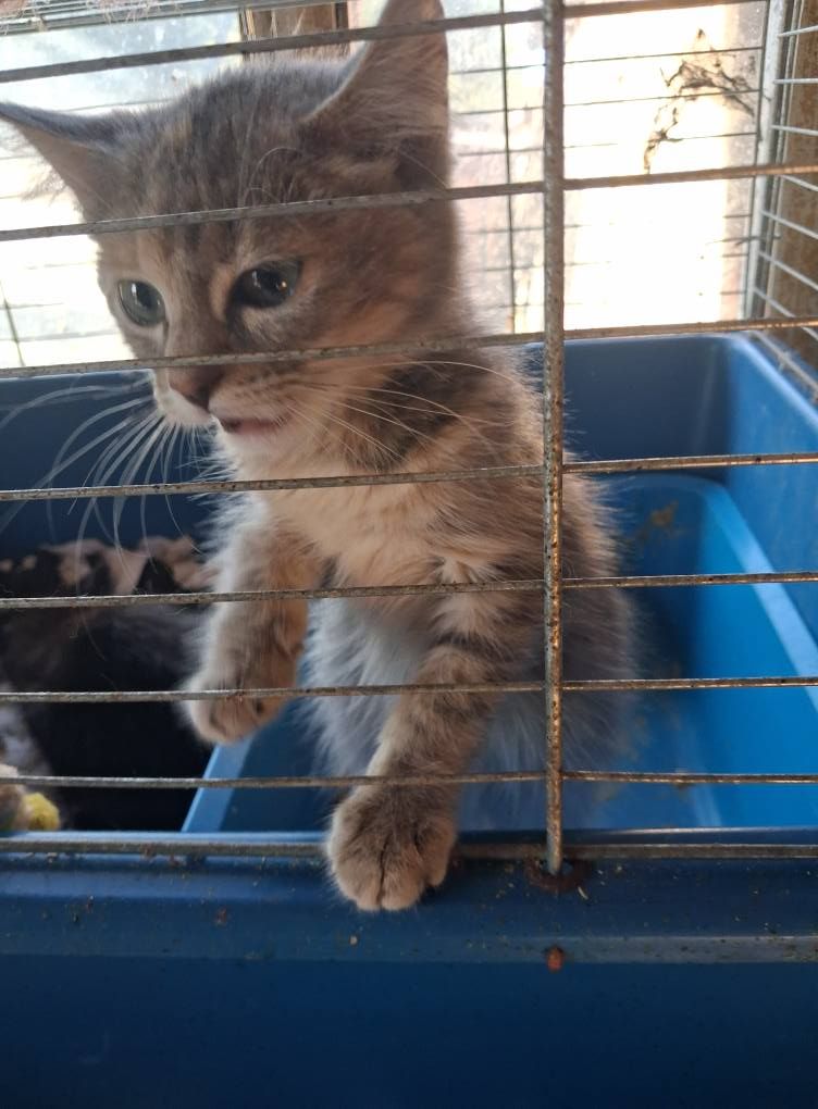 Коломийські чотирилапі шукають теплу домівку 2