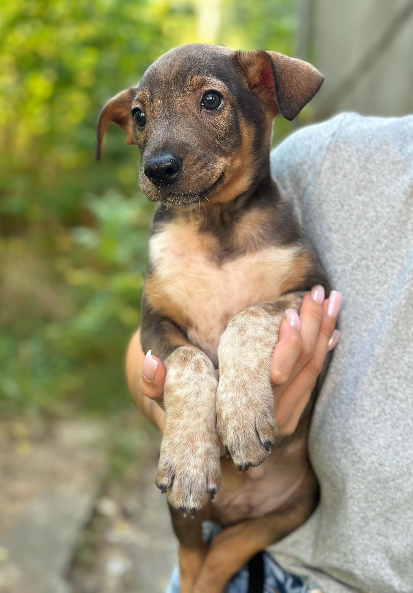 Коломийські чотирилапі шукають теплу домівку 3