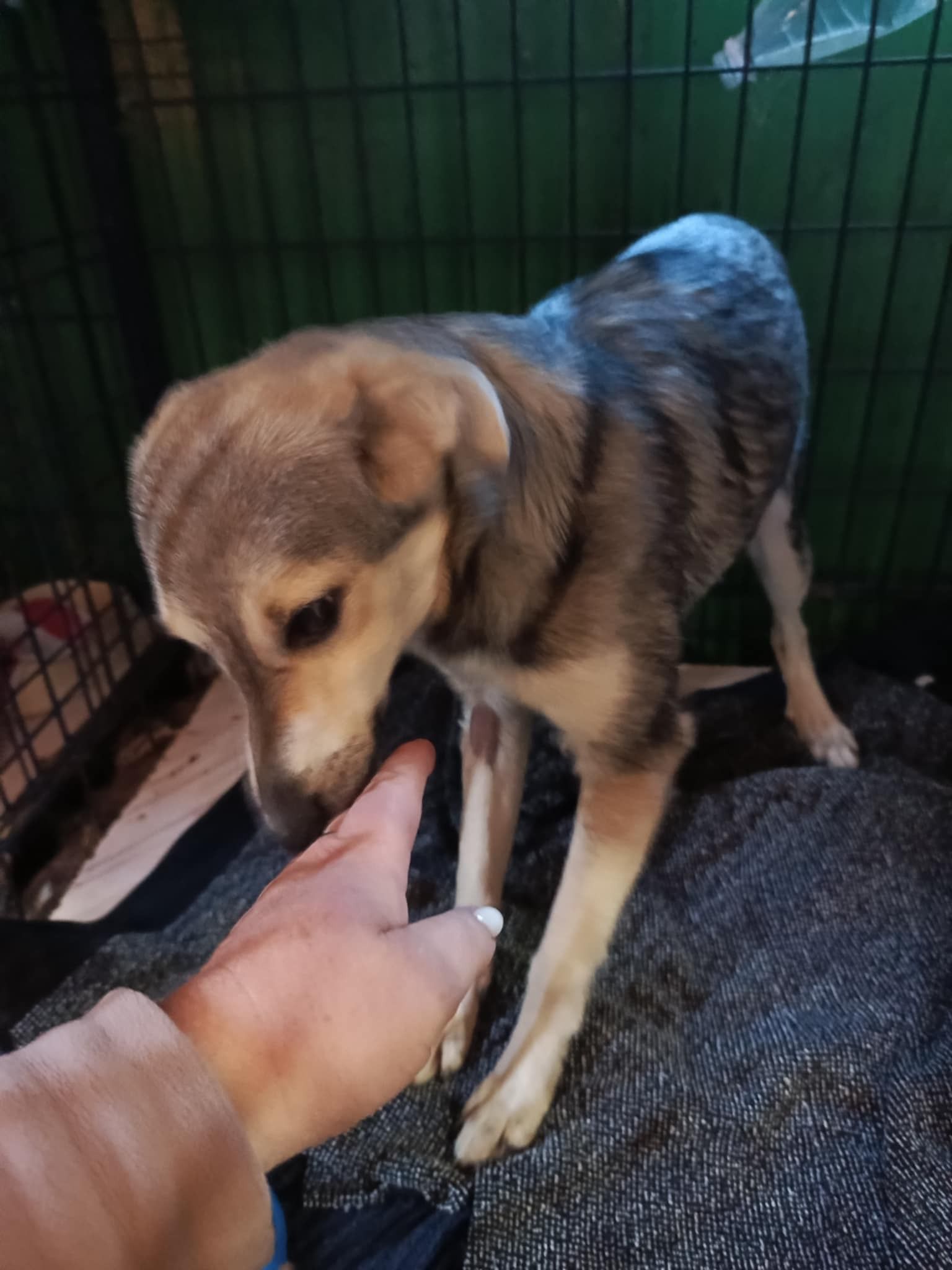 Коломийські чотирилапі шукають теплу домівку 4